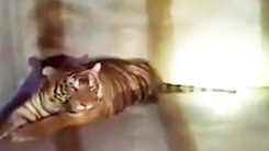 Phát hiện con hổ nặng 235kg bị gây mê, vận chuyển bằng ô tô ở Nghệ An