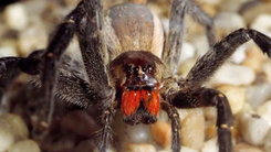Xuất hiện loài nhện độc 'kỳ quái': nếu nam giới bị cắn có thể gây cương dương kéo dài