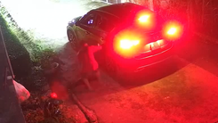 Một nhóm trộm lái ô tô 5 chỗ hạ gục con chó chỉ trong 10 giây