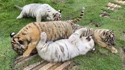 Cận cảnh 7 hổ con vừa được sinh ra ở khu du lịch Vườn Xoài