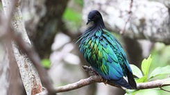 Cận cảnh bồ câu Nicobar ở Côn Đảo, loài chim được săn lùng vì quá đẹp