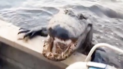 Cá sấu bò lên thuyền 'dọa' du khách