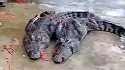 Hơn 70 con cá sấu xổng chuồng sau lũ lụt ở Trung Quốc, dân không dám ra đường