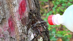 Hàng trăm cây rừng bị đầu độc bằng hóa chất, công an vào cuộc