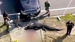 Bắn hạ cá sấu dài 4 mét đang ngậm thi thể một người đàn ông dưới kênh