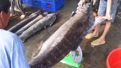 Ngư dân Khánh Hòa trúng mẻ cá cờ 'khủng', mỗi con từ 50-90kg