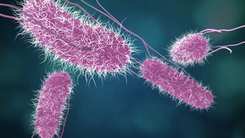 Những cảnh báo về vi khuẩn cực độc Salmonella, cách phòng tránh và điều trị