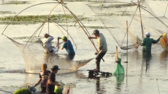 Hàng trăm người háo hức lội bùn cùng bắt cá trong hội phá trằm Trà Lộc