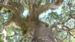 Cận cảnh 'cụ' xoài rừng hơn 300 tuổi ở Phú Quốc