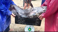 Cận cảnh cá mú 43kg dính lưới ngư dân ở Quảng Nam