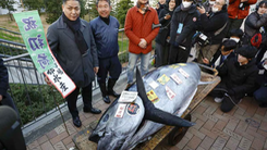 Cận cảnh con cá ngừ giá bán hơn 17 tỉ đồng tại Nhật Bản