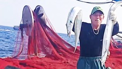 Ngư dân Thanh Hóa trúng mẻ cá hố 12,5 tấn trị giá hơn 1 tỉ đồng