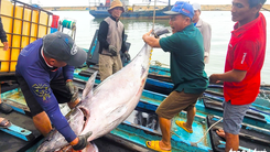 Ngư dân Phú Yên trúng đậm cá ngừ đại dương, có con gần 100kg