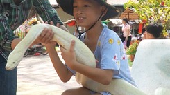 Đông nghẹt khách tham quan trại rắn Đồng Tâm