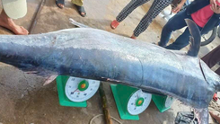Ngư dân Quảng Trị bắt được cá cờ dài hơn 3m, nặng 200kg