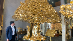 Ngắm cây bồ đề mạ vàng hơn 24 tỉ đồng ở quận Bình Thạnh