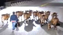 Camera ghi hình kẻ gian lùa đàn bò 12 con đi giữa đường lúc nửa đêm