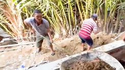 Tháo dỡ công trình vi phạm trên rừng dừa Cẩm Thanh ở Hội An