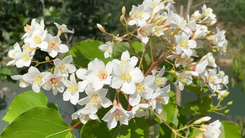 Flycam hoa trẩu nở, rừng xanh nhuộm sắc trắng giữa đại ngàn Trường Sơn