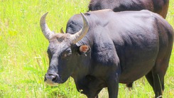 Ngắm đàn bò tót lai quý hiếm ở Ninh Thuận