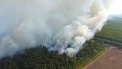 Cháy rừng sản xuất ở Cà Mau