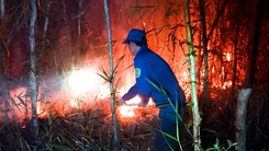 Nguy cơ đám cháy rừng ở Cà Mau bùng phát mạnh trở lại khi có gió