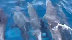 Khoảng 150 con cá heo xuất hiện, bơi tung tăng vùng biển danh thắng Mũi Điện