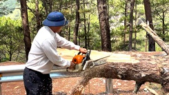 Chặt hạ nhiều cây thông lớn ở mép đèo Prenn Đà Lạt, phòng sạt lở