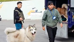 Đưa 4 con chó Alaska ra cho thuê chụp ảnh mà không rọ mõm, 2 chủ chó ở Đà Lạt bị lập biên bản