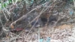 Phát hiện thi thể nghi phạm giết vợ 'hờ' rồi trốn vào rừng ở Quảng Bình
