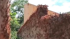 Chuyện gì đang xảy ra ở Lạng Sơn: Châu chấu phủ kín tường, ăn trụi lá cây