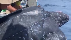 Video rùa da nặng 200kg mắc lưới được ngư dân Quảng Nam thả lại xuống biển