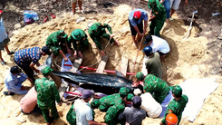 Mai táng cá voi 200kg trôi dạt vào bờ biển Quy Nhơn