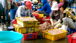 Nhộn nhịp mùa đánh bắt tôm biển của ngư dân Khánh Hòa