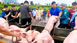 Hàng chục ngàn con heo, gà bị ảnh hưởng do mưa lũ, người dân mất cả gia tài