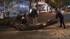 Mục rễ - cây đổ chắn ngang đường Đồng Khởi