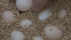 Phát hiện, xử lý 4.800 quả trứng gà không có kiểm dịch