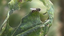 Đà Lạt thả ong ký sinh diệt sâu bọ