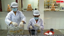 Chuyển giao công nghệ nuôi đông trùng hạ thảo hữu cơ