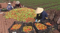Cà chua được giá nhưng nông dân vẫn lo