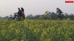 Giới trẻ nô nức kéo về Thái Bình xem hoa cải phủ vàng quê lúa