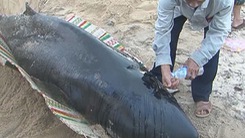 Quảng Ngãi chôn cất cá heo hơn 300kg dạt vào bờ