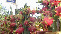 Sôi động hội chợ hoa xuân