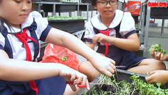 Thú vị mô hình trồng rau sạch trong trường học