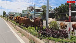 Bò thả rong tàn phá hoa, cây xanh ở Phú Quốc