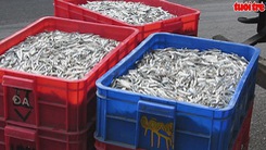 Ngư dân Khánh Hòa được mùa vụ cá cơm