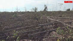 Yêu cầu xử lý hình sự vụ đốn hạ hơn 10 ha rừng tràm