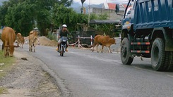 Đàn bò đi nghênh ngang trên quốc lộ 26
