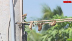 Cận cảnh bắt chim trời bằng keo dính chuột