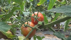LÂM ĐỒNG: Cà chua tăng giá kỷ lục